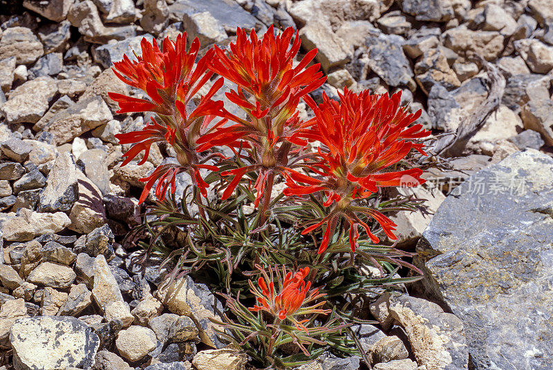 Castilleja angustifolia(同义词:Castilleja chromosa)是一种野花，俗称西北印度画笔和沙漠印度画笔。它是一种多年生草本植物，原产于沙漠、灌木地。